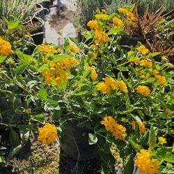 Lantana 