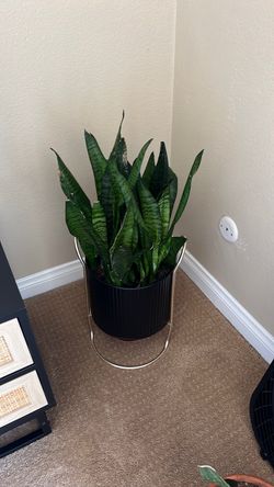 Very Healthy Snake Plant