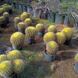 Golden Barrel Cactus 