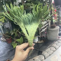 RARE Mermaid Tail Senecio Vitalis Crested Succulent