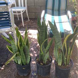 Snake Plants For sale