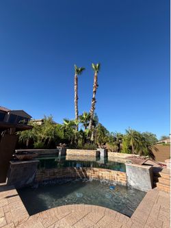 Palms & trees