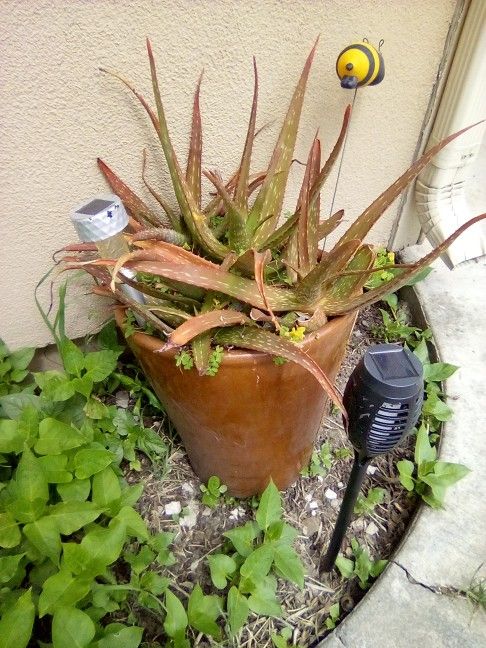 2 Matching Pots With Rosemary And Alie Plant