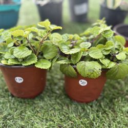 Swedish Ivy Plants In 6inch Pots 
