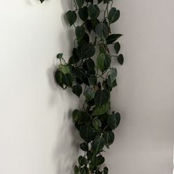 Pothos Plant 14 Feet