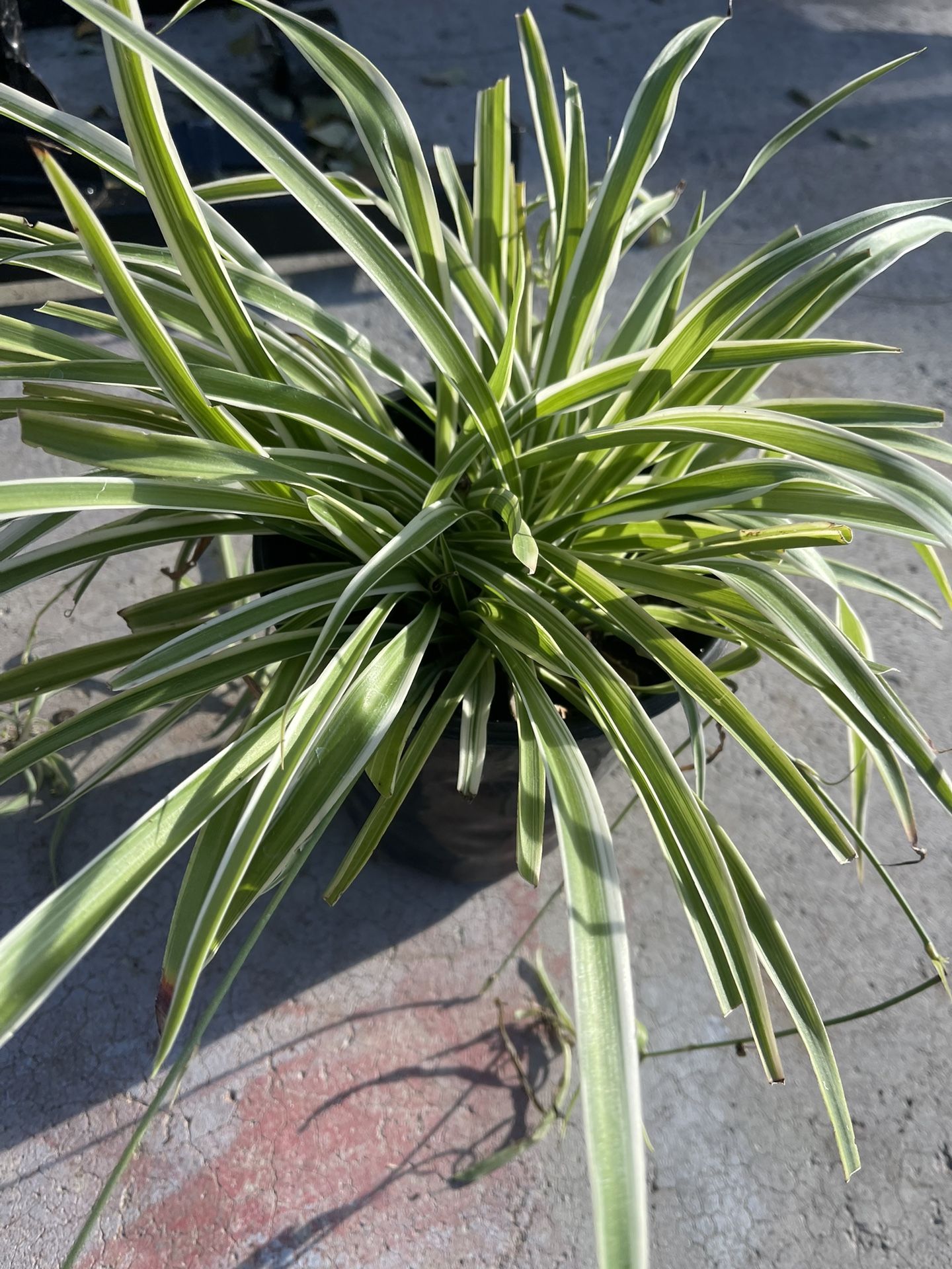 Spider Plant $5