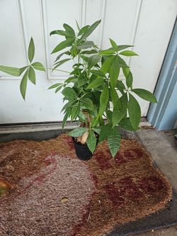Money Tree