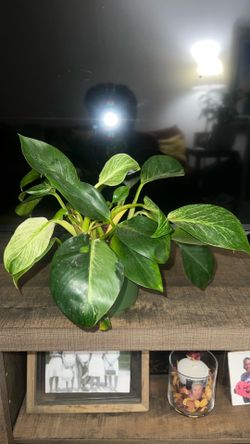 Birkin Philodendron