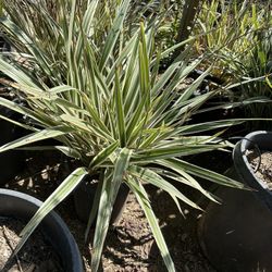 Dianella Varigated Plant 5gal $20