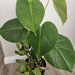 Monstera plant 