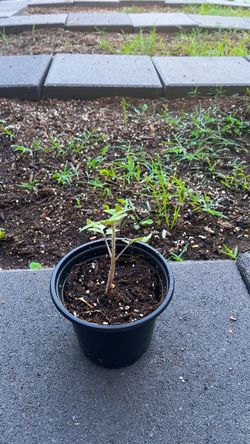 Tomato seedling