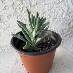 4 Inch Pot Succulent Plant - Senecio Kleiniiformis - Spear Head - Rooted & Established - Drought Resistant 🪴 