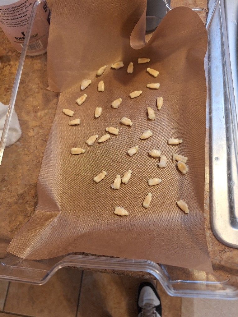 35 Cucuzza Seeds-$7.00