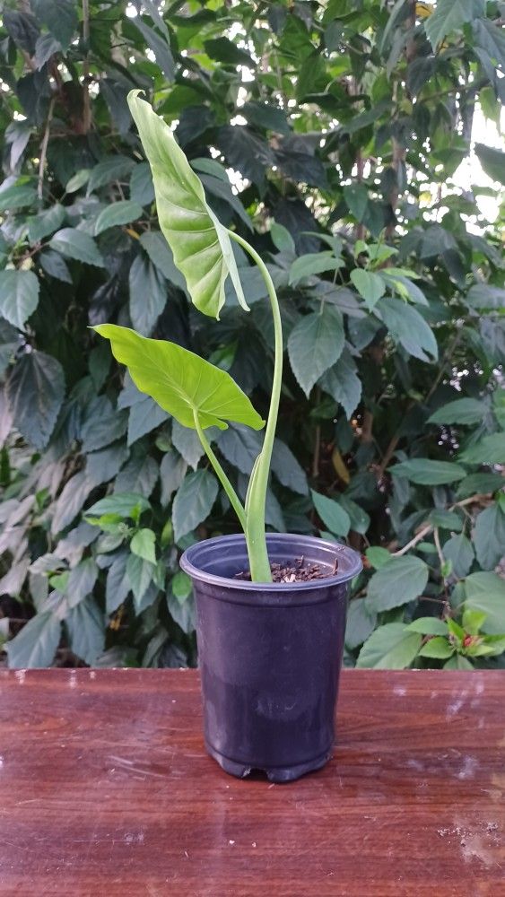 Elephant  Ears