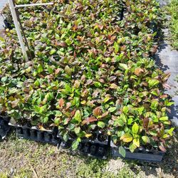 Liners Hibiscus Variedad 