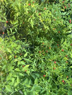 Chile De Bola Chiletepin Pepper