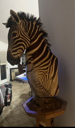 Zebra taxidermy pedestal