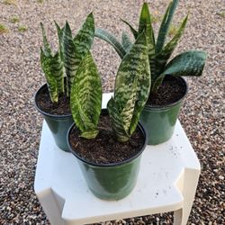 Snake Plants 