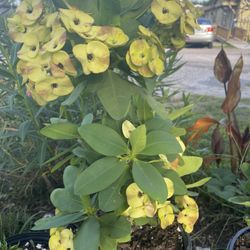 Hermosas Coronas De Cristo De Barios Precios