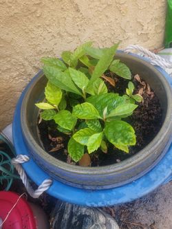Longan sprout tree