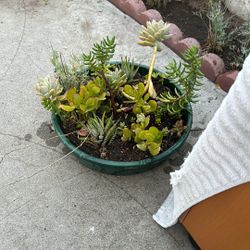 Small Pot Of Succulents