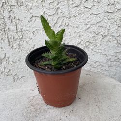 4 Inch Pot Succulent Aloe Plant - Aloe Juvena Tiger Tooth - Rooted & Established - Drought Resistant - 🪴