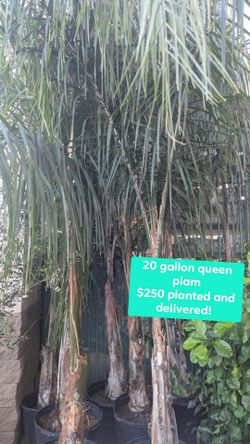 Queen Palm Tree / Planted And Delivered! Special Offer