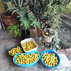 ORGANIC LEMON /LIMONES 15 x $1.00