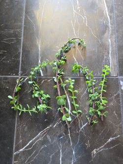 Jade plant bonsai starter cuttings