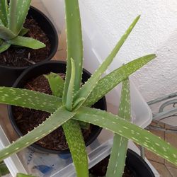 Huge Plants In Beautiful Pots $7 Each In Weeki Wachee Spring  Hill