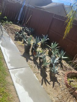 Maguey plants