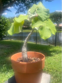 Gout Plant