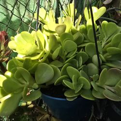 Trailing Jade Plants 