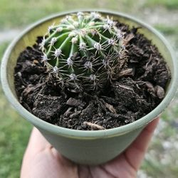 Echinobivia Rainbow Bursts Cactus, Rare, Green Pot