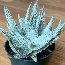 Aloe 'White Fox' Plant / Free Delivery Available for Sale in Seattle, WA -  OfferUp