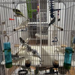 Bird Cage With Everything Including