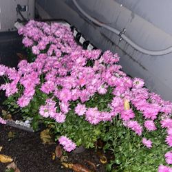 8ÍNCH ECHINACEA and kale 