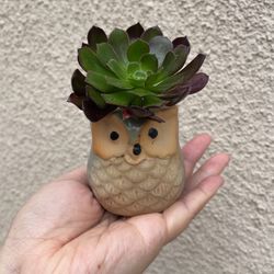 Beautiful Aeonium Succulent With Cute Pot