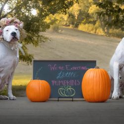 Dogo Argentino Puppies! Champion Lineage! Erie! 