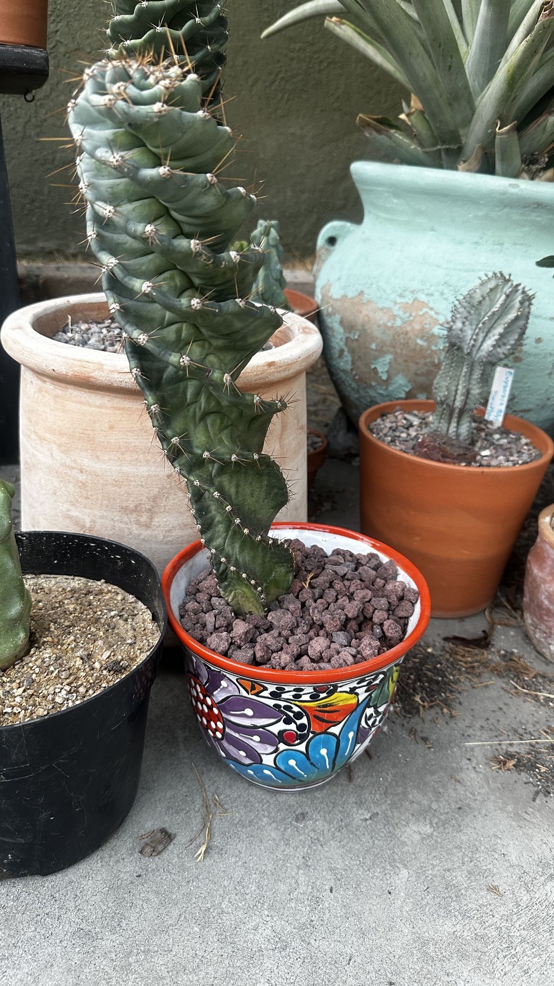 Spiral Cactus