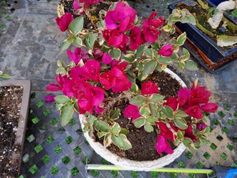 Bonsai Bougainvillea