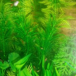 Fish Tank Decor For Sale