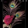 Shivani