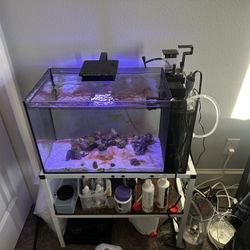 Full 13.5 Gallon Saltwater Tank Setup