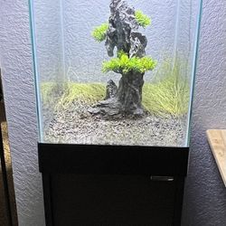 Fish Tank 