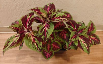 Large Coleus arrangement