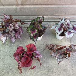 4” Different Begonia Rex