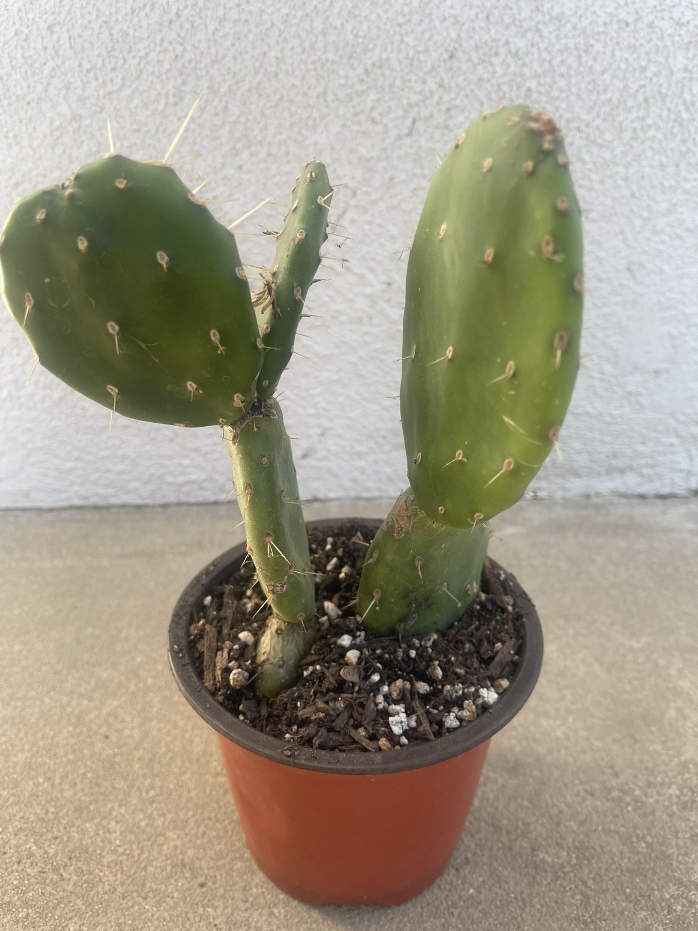 Cactus Plant
