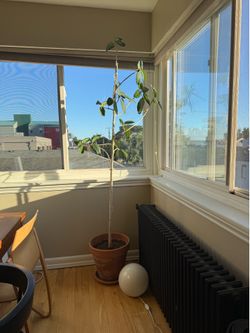 7 Foot Tall Audrey Ficus Plant