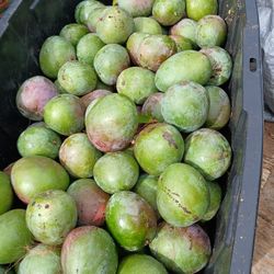Mangos For Sale 2 for Dollar